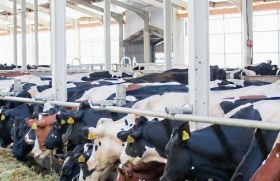«Русмолоко» в 2021 году увеличила производство молока на 34% 
