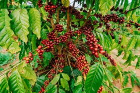 Растворимый кофе может стать дороже из-за скачка цен на сорт робуста