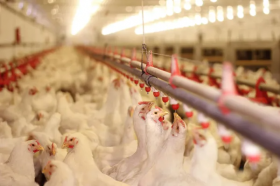 ФАС проверит обоснованность роста цен на курицу и свинину у производителей