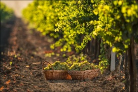 Винодельня «Фанагория» планирует собрать около 32 тысяч тонн винограда 